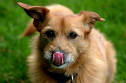 Dog licking his chops