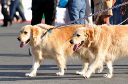 Taking two Goldens for a walk
