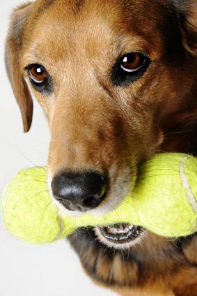 Dog ready to play fetch