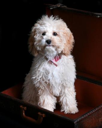 cockapoos cockapoo size