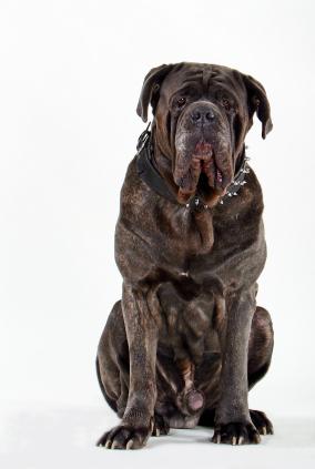 albino mastiff