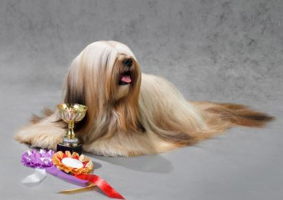Winning Lhasa Apso