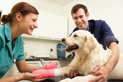 dog at vet