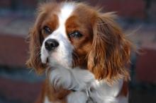 10 Best Dog Breeds For Apartment Living Lovetoknow Cavalier King Charles Spaniel And Family