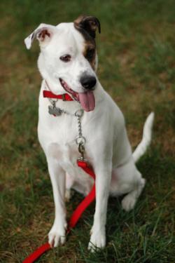 dog with leash