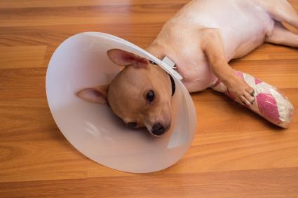 Recovering dog