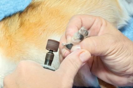 Grinding dogs nails