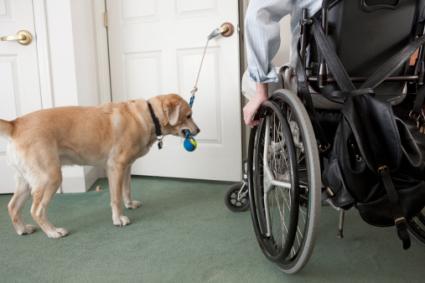 best breeds for mobility service dogs