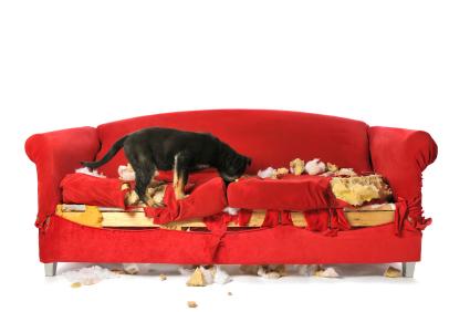 Puppy Chewing and Destroying a Couch