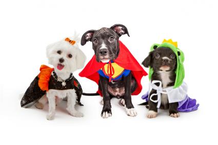 Dogs Wearing Halloween Costumes