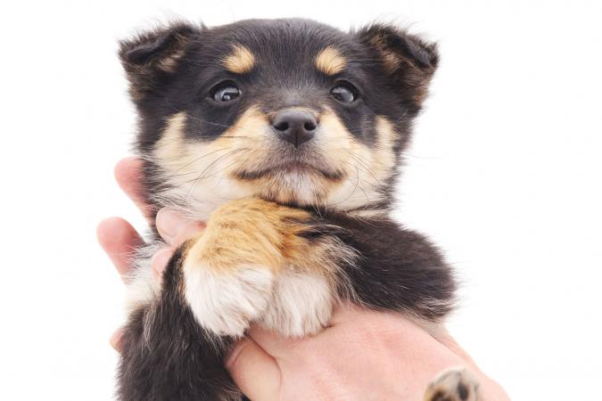 Build A Dog Ramp Lovetoknow Puppy In Hand