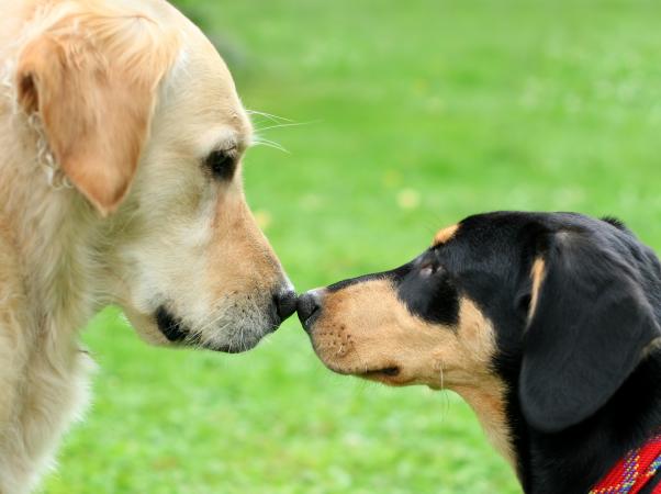 Two Dogs