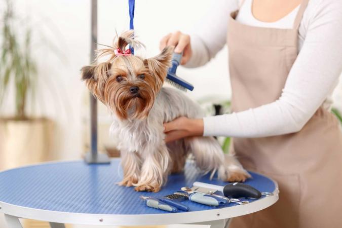 Image result for Dog groomer