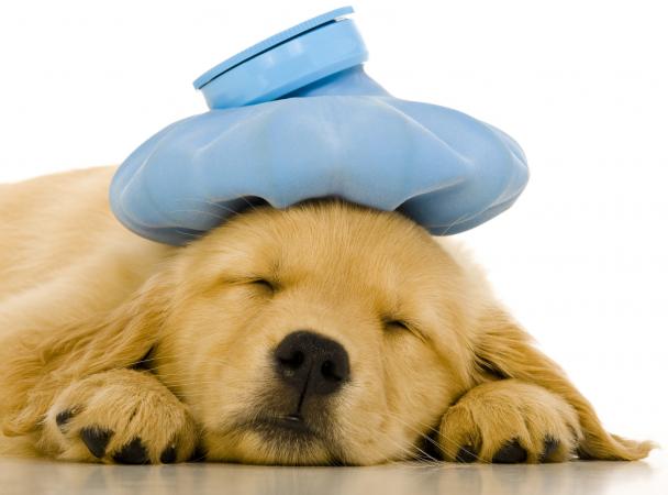 sick dog