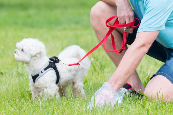Picking up dog poop
