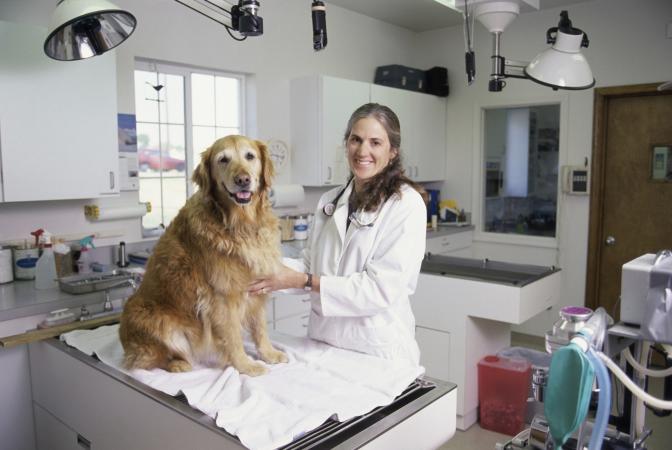 what is the average cost to spay a female dog