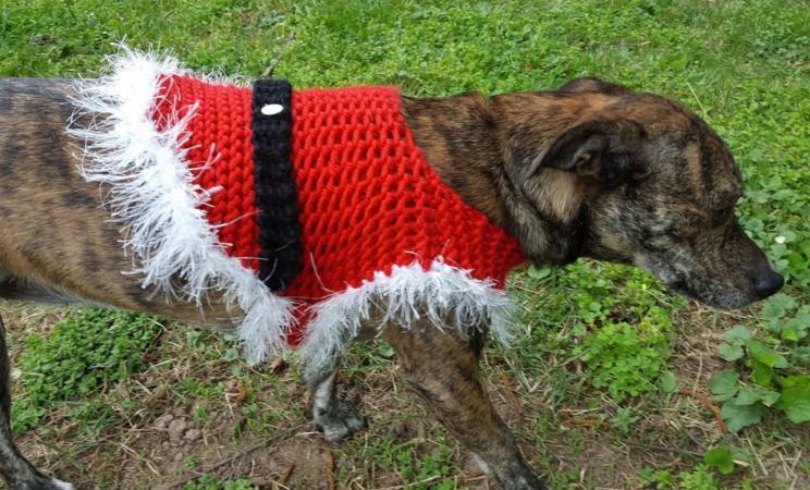 Free Knitted Christmas Dog Sweaters Patterns Lovetoknow