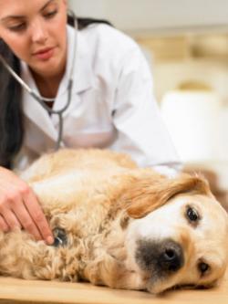 dog lethargic after lyme vaccine