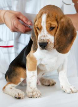 Canine Lyme Vaccine Side Effects Lovetoknow