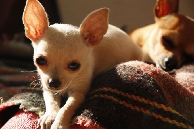 mexican puppies