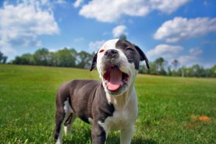 American Bulldog Facts And Photos Lovetoknow