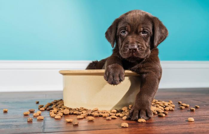 Puppy Food