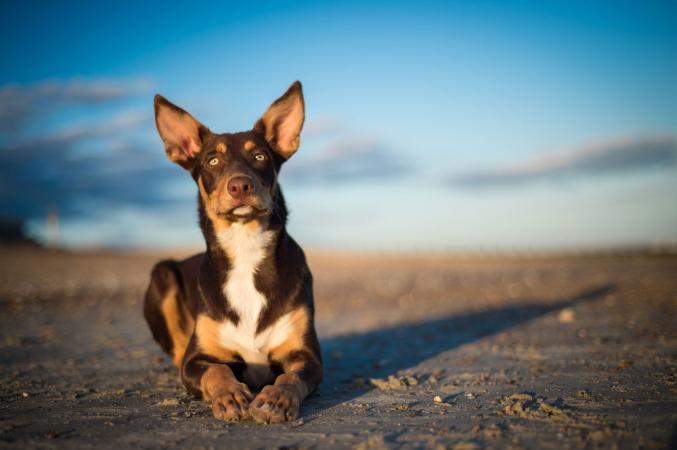 Kelpie lying down on beach