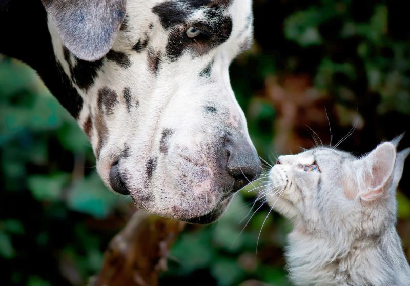 Can Cats and Dogs Be Friends? Tips for Nurturing This Relationship