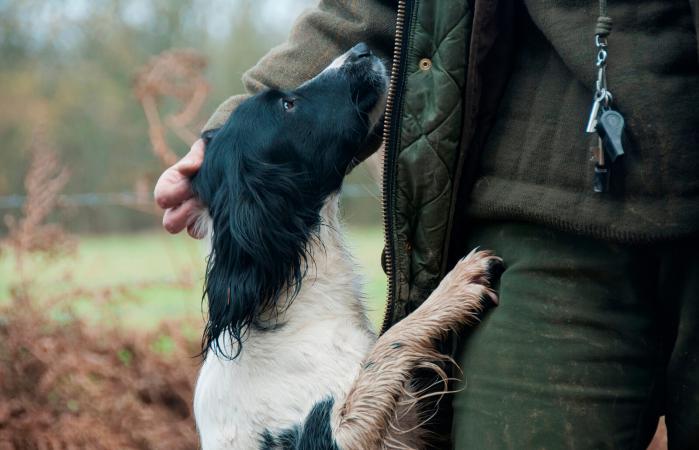 man training dog with a whistles