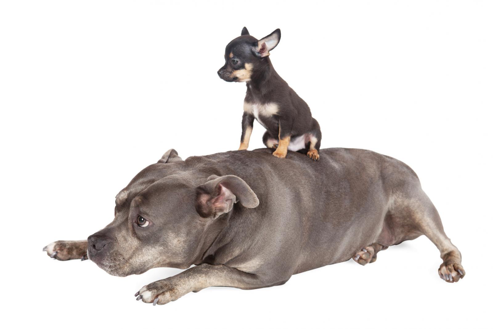 Big dog Little puppy