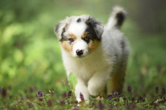 Australian Shepherd pup