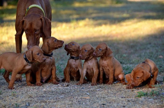 A mom and her pups.