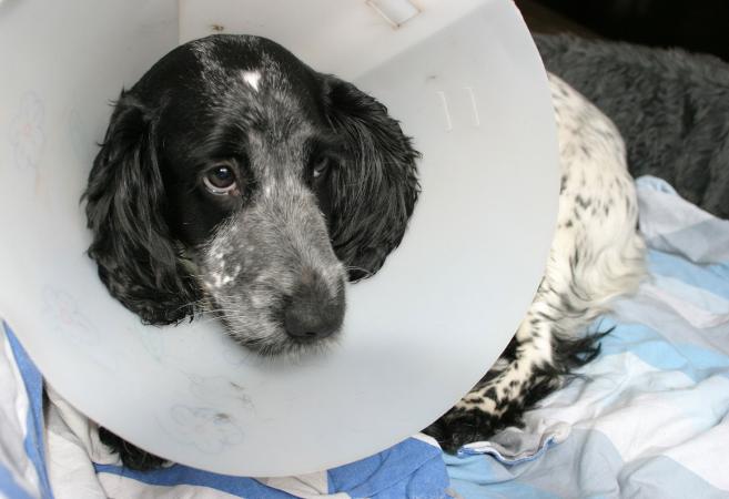 Dog wearing an E-collar