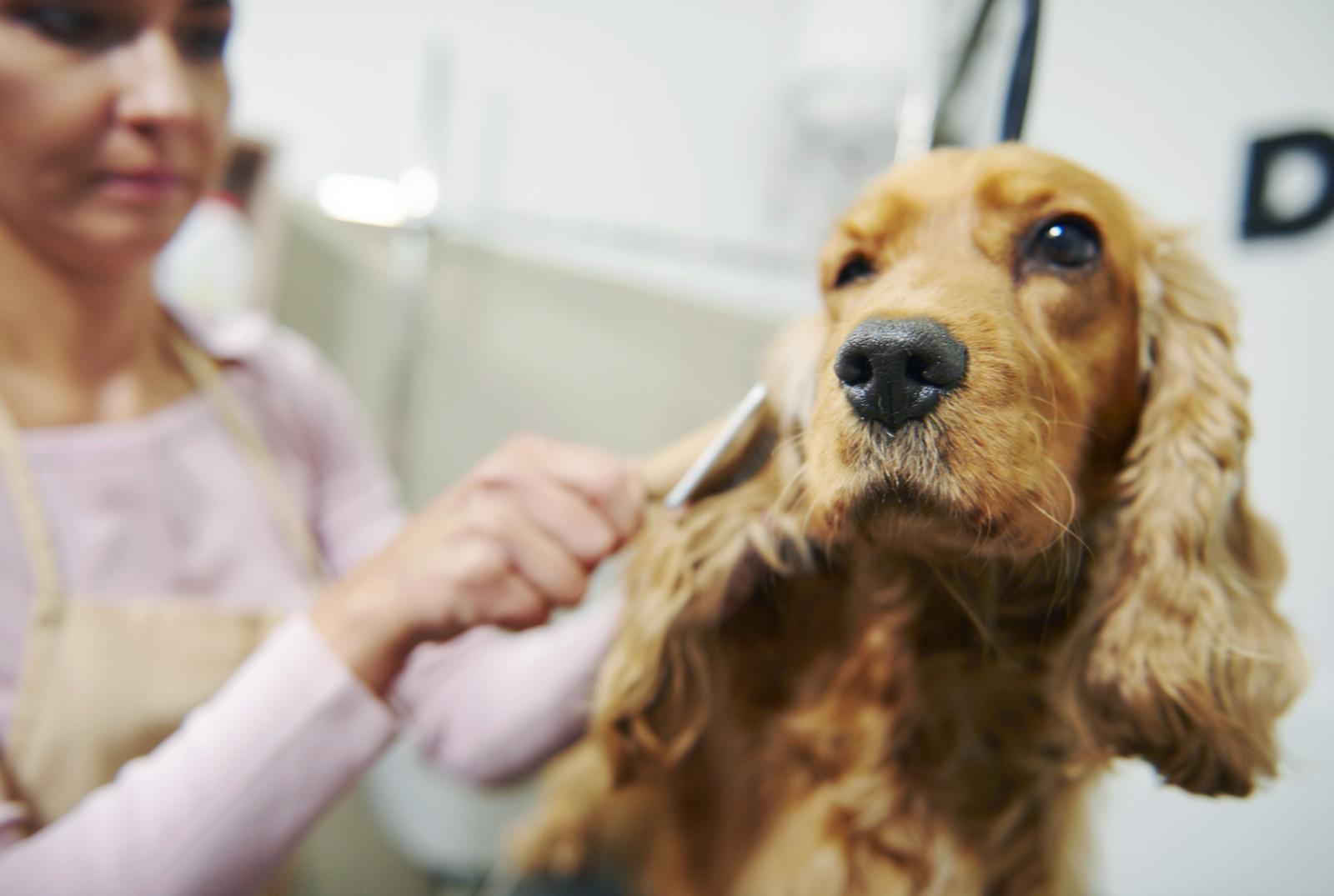Grooming cocker spaniel