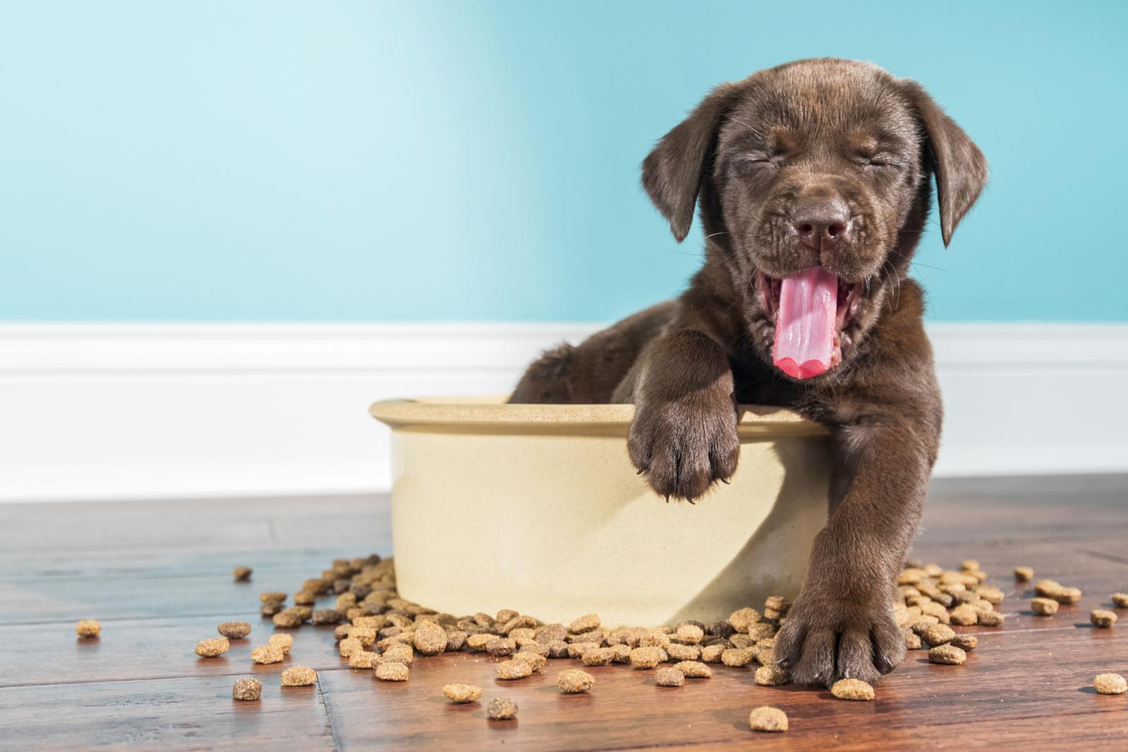 Puppy sitting in large dog bowl of food