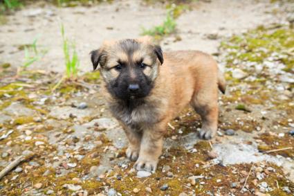 Caucasian Mountain Dogs Lovetoknow