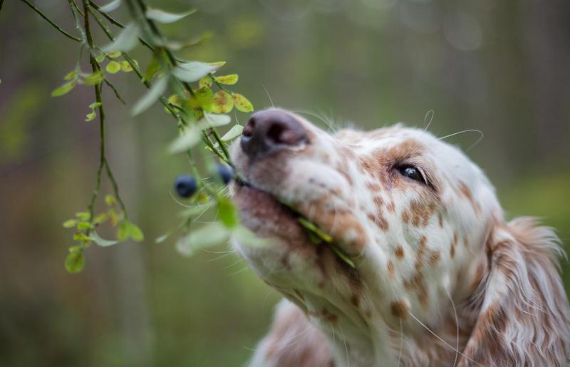 Are Blueberries And Raspberries Safe For Dogs
