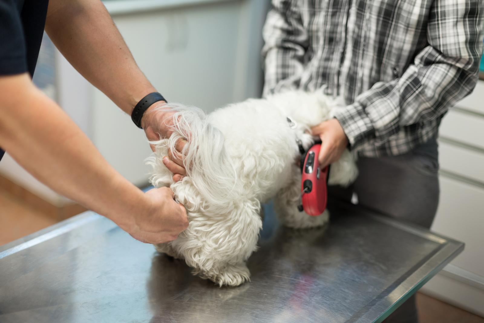 do female dogs smell when they are in heat