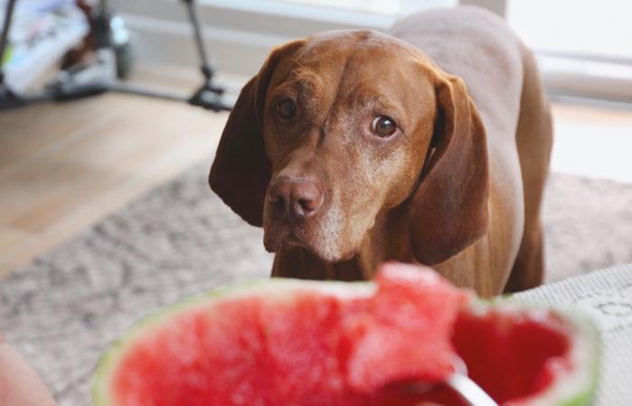 liver labrador