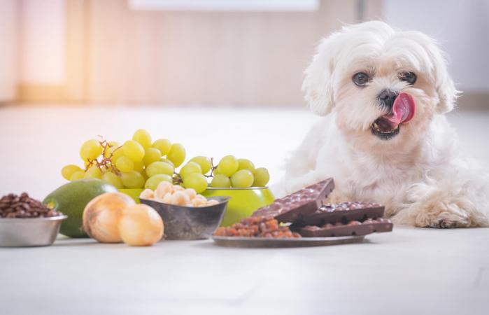 dog accidentally ate chocolate cake