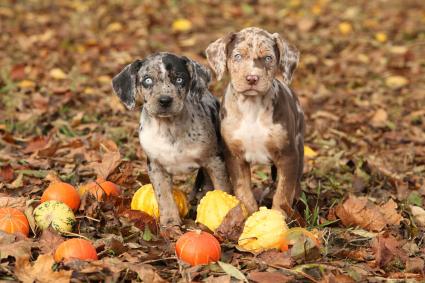catahoula leopard dog with cats