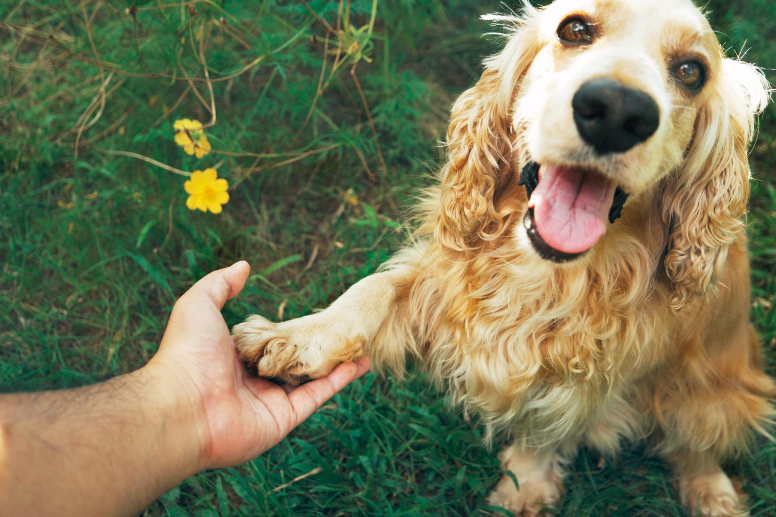 american cocker spaniel dog