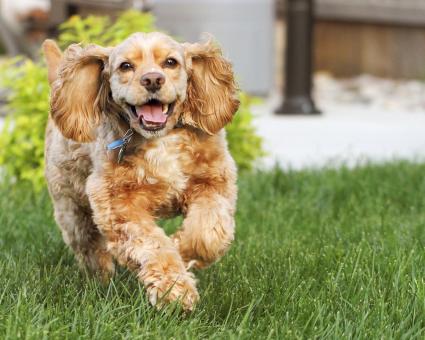 english american cocker spaniel