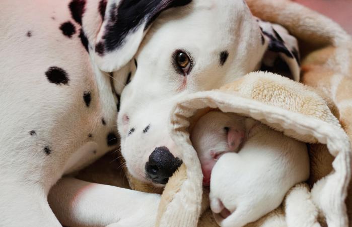 Dalmatian With Newborn Puppy