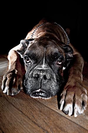 hyperkeratosis boxer nose