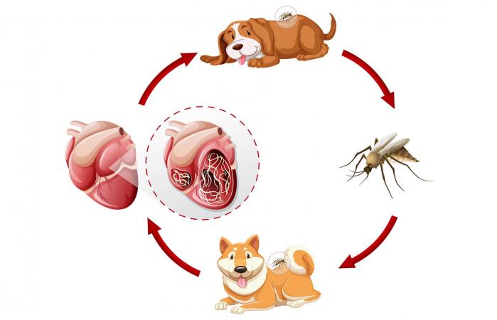 Heartworm life cycle chart