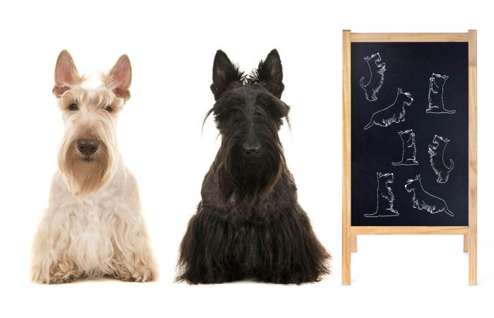 dog maternity announcement