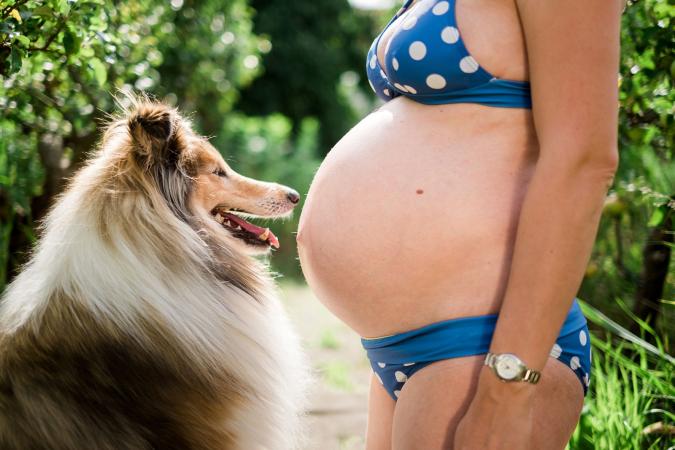 Pet dog looking at pregnant belly
