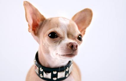 Tough Female Dog Names Tough Female Dog Names