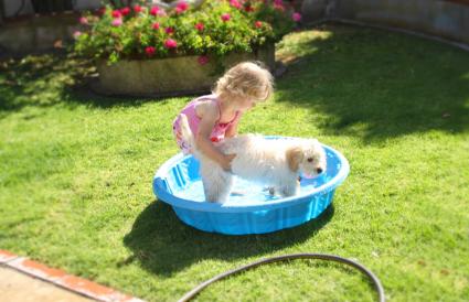 puppy paddling pool